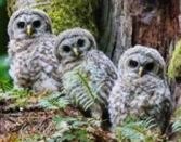 3 Owls